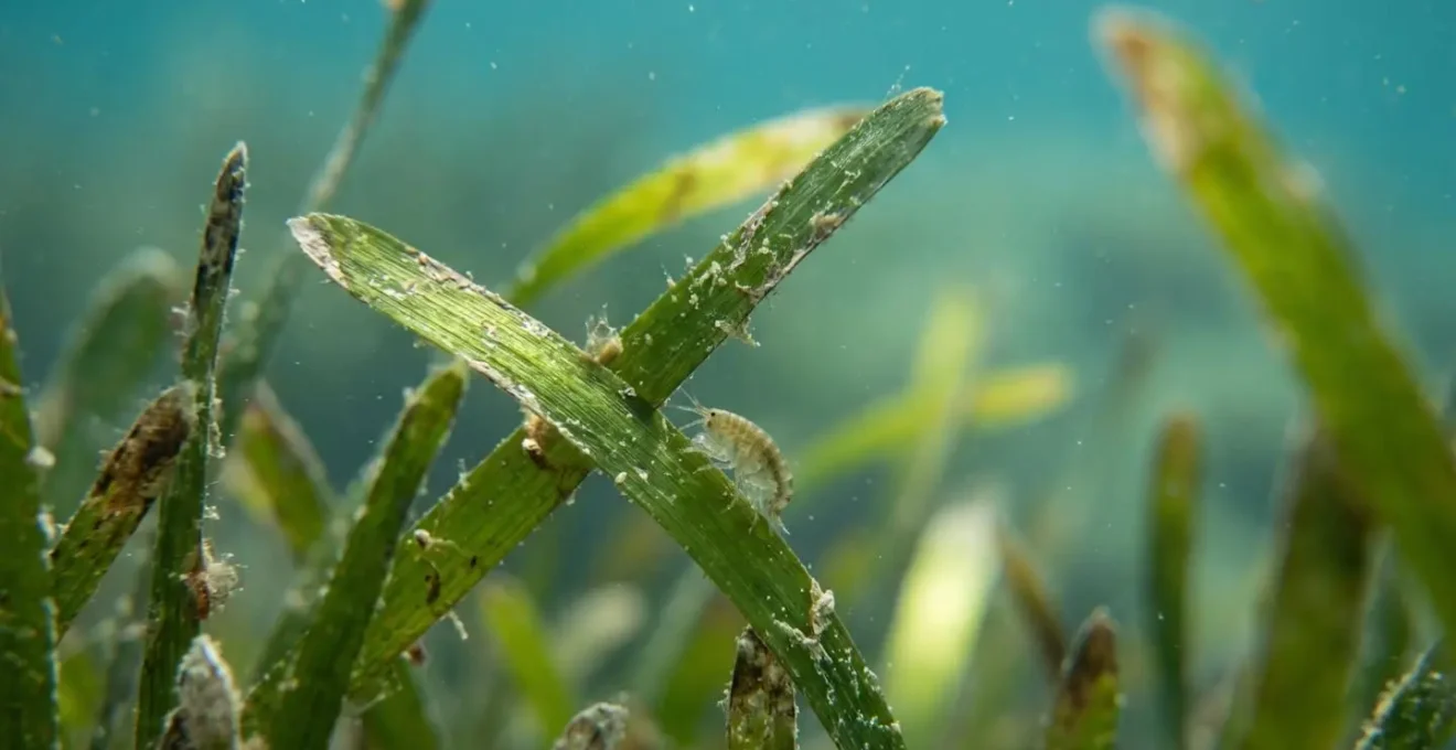 Herbiers de posidonie sous-marins en Méditerranée abritant une riche biodiversité marine