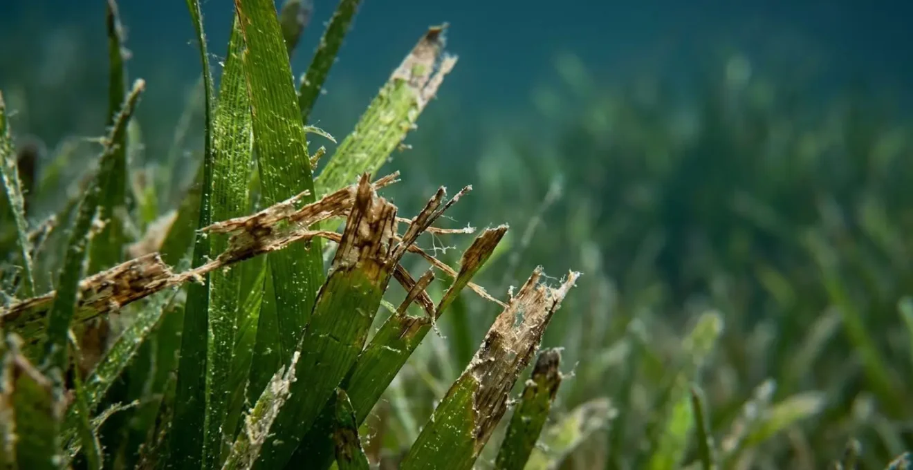 Gros plan sur un herbier de posidonie endommagé par une chaîne d'ancre
